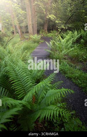 Weg durch Farne im Wald Stockfoto