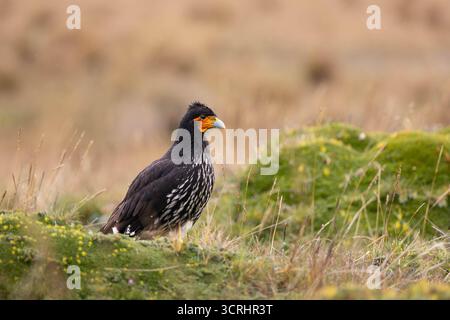 Carunculated Caracara (Phalcoboenus carunculatus) thront auf moosbedeckten Felsen im hohen páramo-Grasland Ecuadors. Stockfoto