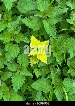 Junge Brennnessel in Grün, mit einem einzigen Stiel aus hellgrüner, fast salathaltiger Brennnessel in der Mitte. Stockfoto