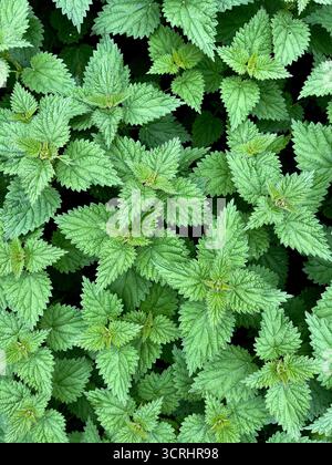Jungnessel in England, Suffolk, Ende September Stockfoto