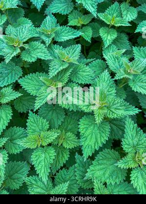 Jungnessel in England, Suffolk, Ende September Stockfoto