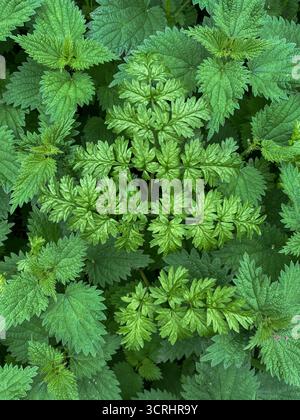 Jungnessel in England, Suffolk, Ende September Stockfoto