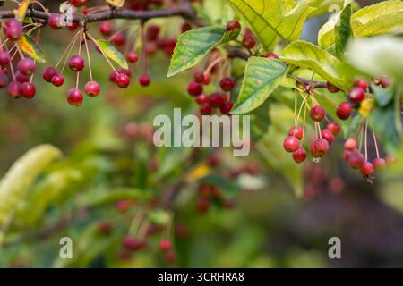 Nahaufnahme von roten Krabbenäpfeln, nass mit Tautropfen auf Baumzweig. Hintergrund mit Krabbenzweig und Früchten. Ziergärtnerei. Stockfoto