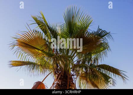 Palme unter klarem blauem Himmel mit hellgrünen Fronten und sonnigem Licht Stockfoto