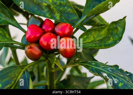Lebendige Rote Und Grüne Pfefferstreu Auf Üppiger Pfefferpflanze Für Frische Gartenprodukte Stockfoto