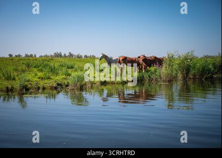Weidepferde am Ufer im Biesbosch-Nationalpark Stockfoto