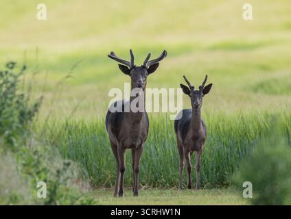 Ein Paar junger brachliegender Bucks (Dama dama) stand auf der Kamera und sah auf dem Rasenrand des Bauern in die Kamera. Ihr neu entstehendes Geweih wird ausgestellt. Suffolk, Großbritannien Stockfoto