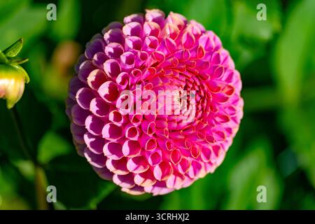 Vísiting wundervolle Dahlia Ehxbition in süddeutschland Stockfoto