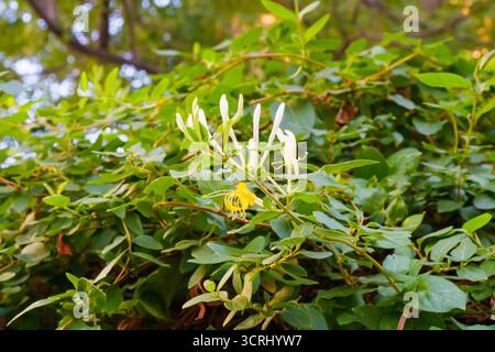 Geißblatt-Blüten in Blüte umgeben von üppig grünen Blättern, die im warmen Nachmittagslicht gefangen werden und natürliche Schönheit, Frische und botanische Detai zeigen Stockfoto