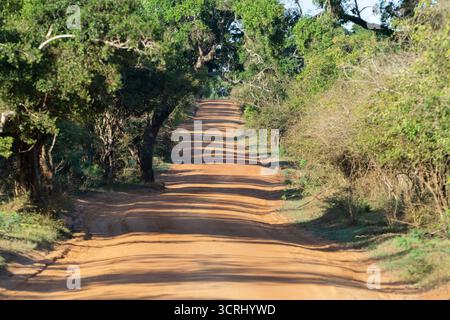 Tropische Dschungelstraße während der Trockenzeit. Ein unbefestigter Weg durch dichte Waldvegetation in [Specific Location, National Park, Sri Lanka]. Stockfoto