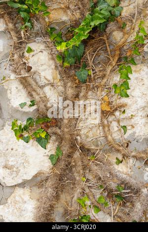Detaillierte Ansicht der Efeureben mit Wurzeln, die sich über eine verwitterte Steinmauer ausbreiten, symbolisieren Widerstandskraft, Anpassung und die Kraft der Naturerholung Stockfoto