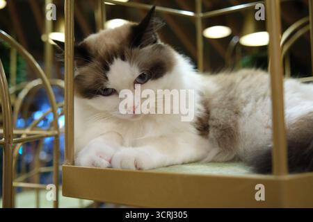 Streunende Katze, die auf Tokio ruht. Niedliches japanisches Straßenkatzenporträt mit neugierigem Ausdruck. Stockfoto