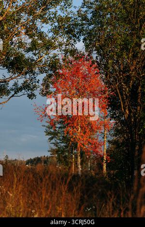 Leuchtender Herbstbaum mit roten und orangefarbenen Blättern, die von warmem goldenem Sonnenlicht beleuchtet werden, bildet einen auffälligen Kontrast zum umgebenden grünen Laub und dem klaren blauen Himmel Stockfoto
