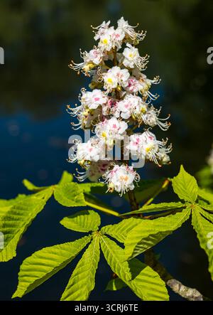 Nahaufnahme von Blumen auf blühender Rosskastanienbaumkerze (Aesculus hippocastanum), England, Großbritannien Stockfoto