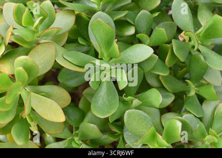 Nahaufnahme von grünen, dicken Blättern der Jadepflanze „Crassula ovata“ Stockfoto
