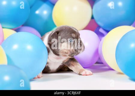 3 Wochen alter, blau-brauner französischer Bulldog-Hund, der zwischen bunten Ballons steht Stockfoto