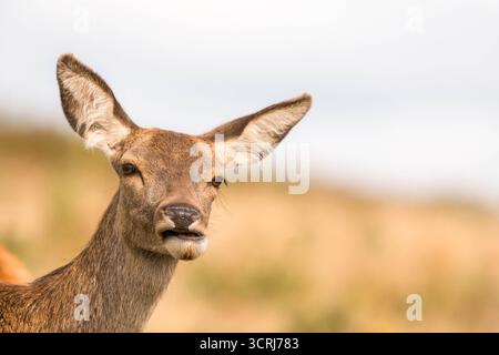 Weibchen (Hind) Rotwild (Cervus elaphus) wachsam und wachsam. Leicestershire England Großbritannien. September 2025 Stockfoto