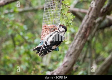 Junger männlicher Großspecht (Dendrocopos Major) auf Vogelfutter mit Erdnüssen. Worcestershire England Vereinigtes Königreich. Juli 2025. Stockfoto