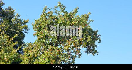 Äpfel auf einem Baum vor blauem Himmel, Cardiff, Südwales, Vereinigtes Königreich. Vom September 2025 Stockfoto