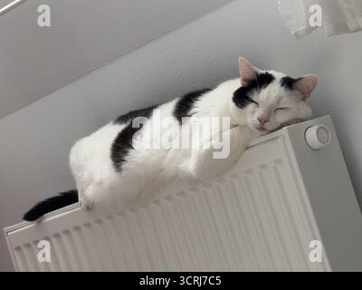 Schwarz-weiße Katze, die friedlich auf einem Heizkörper in gemütlicher Umgebung schläft Stockfoto