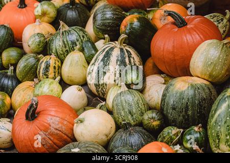 Eine bunte Auswahl an Kürbissen und Kürbissen in verschiedenen Formen, Größen und Farben. Das Bild fängt das Wesen der Herbsternte ein Stockfoto