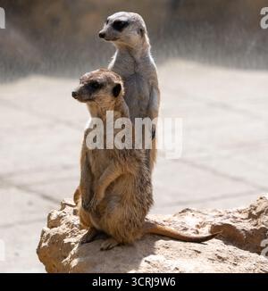 Zwei Erdmännchen stehen auf einem Felsen, einer vorne und einer hinten, in einer natürlichen Umgebung Stockfoto