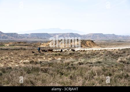 Ein Landwirt, der Rinder in einer trockenen, trockenen Landschaft mit weit entfernten Bergen von den Bardenas Reales, Spanien, hütet Stockfoto