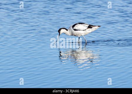 Eine Nahaufnahme eines Avocets, der im flachen Wasser weht, an einem sonnigen Septembertag Stockfoto