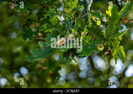 Blick auf Eicheln und Blätter auf einer Eiche im Herbst Stockfoto