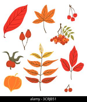 Satz Herbstblätter rot isoliert auf weißem Hintergrund. Beeren und Blätter Herbst Illustration, Hallo Herbst Vektor Stock Vektor