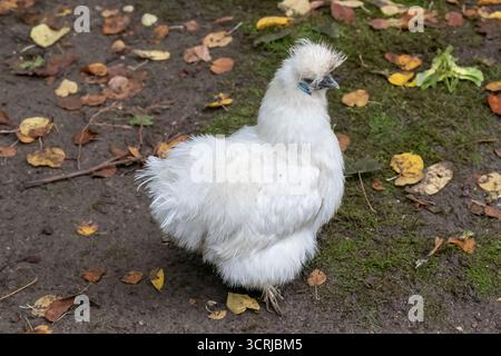 Nancy, Frankreich - Blick auf eine weibliche Seide in einem Hühnerstall im Pépinière Park in Nancy. Stockfoto