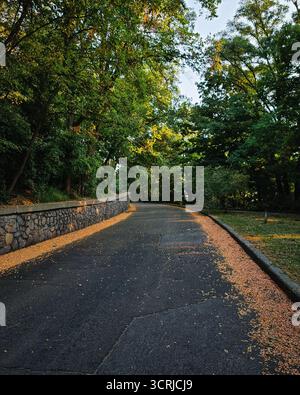 Straße durch grünen Wald. Kurvige Straße durch den Wald: Frühherbstlich im Laubwald. Stockfoto