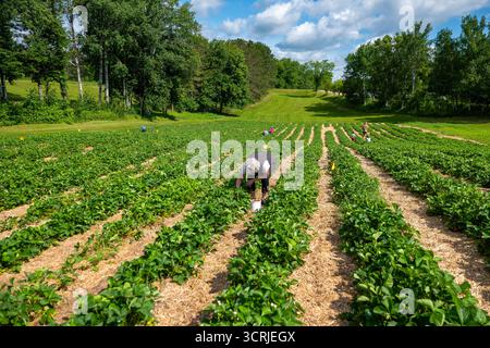 Leute, die Beeren zwischen Reihen von Erdbeerpflanzen auf einem Selbstpflückungs- oder U-Pflückfeld im Sonnenlicht pflücken. Stockfoto