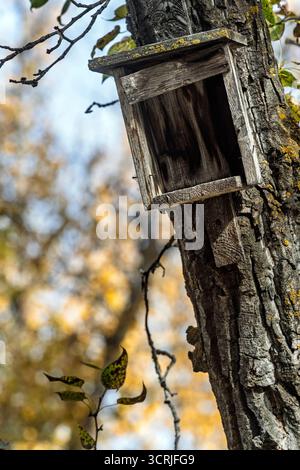 Verlassenes Vintage-Vogelhaus aus Holz oder Nest an einem Baum in der Herbstsaison Stockfoto