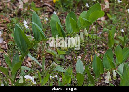 winkelsalomon's Seal Polygonatum odoratum nahe der Chapelle Vercors Regional Natural Park Vercors Frankreich Juni 2016 Stockfoto