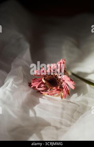 Ein Gerber-Gänseblümchen liegt auf einem Leinenlaken im traumhaften Sonnenlicht. Das rosa Gänseblümchen sorgt mit dem knalligen Stoff für eine romantische Szene. Stockfoto