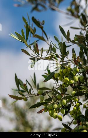 taxus baccata robusta Taxus baccata Fastigiata Robusta