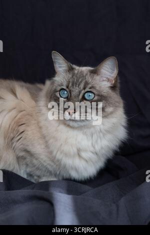 Porträt einer blauäugigen, flauschigen Ragdoll-Katze Stockfoto