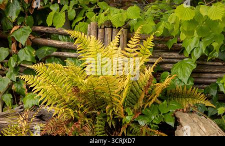 Eine lebendige Gartenszene mit einer Ansammlung gelblicher Farnwedel vor einem rustikalen Holzzaun, umgeben von üppigem grünem Efeu. Stockfoto