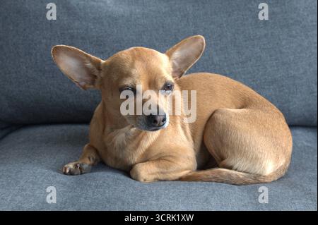 russischer Mini-Spielzeugterrier, der nach rechts schaut Stockfoto