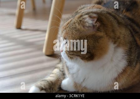 Close up Tabby Multicolor scottish Fold Years Katze Stockfoto