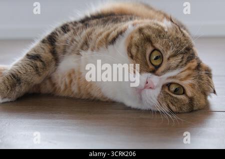 Tabby Multicolor scottish Fold Years Cat Relaxed Stockfoto