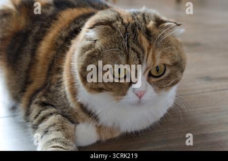 Close up Tabby Multicolor scottish Fold Years Katze Stockfoto