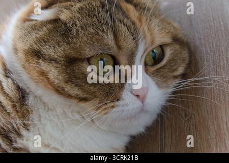 Close up Tabby Multicolor scottish Fold Years Katze Stockfoto