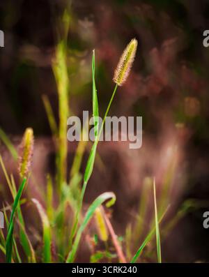 Nahaufnahme eines Fuchsschwanz-Grassamenkopfes (Gattung Setaria, Familie Poaceae), fotografiert von der Highway 751-Brücke in der Nähe von Apex–Durham, North Carolina. Stockfoto