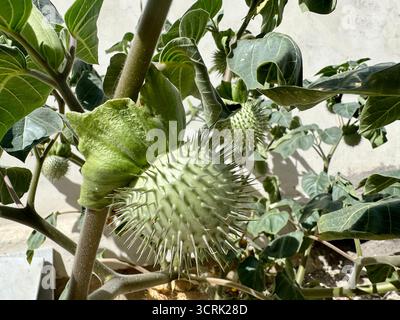 Eine Art von Datura, bekannt als Thorn Apple oder Jimsonweed. Die Spezies ist wahrscheinlich Datura stramonium. Stockfoto