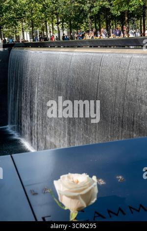 Memorial Rose Blossom, das einen Namen im World Trade Center-Fußabdruck-Pool der Opfer von 911, 2025, New York City, USA, markiert Stockfoto