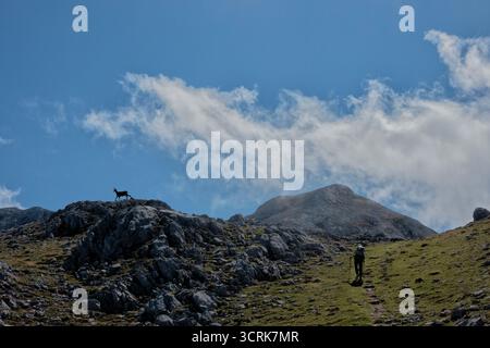 Wanderer und Rebo (kantabrische Gämse) im Nationalpark Picos de Europa, Kantabrien, Spanien Stockfoto