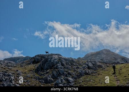 Wanderer und Rebo (kantabrische Gämse) im Nationalpark Picos de Europa, Kantabrien, Spanien Stockfoto