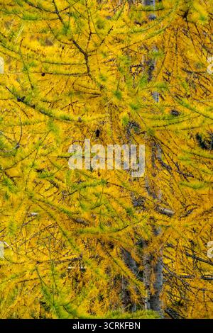 Lärchennadeln verwandeln sich im Herbst in der Walliser Region von Grün zu Gelb Stockfoto